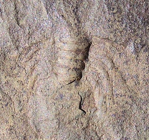 detail 17 negativ