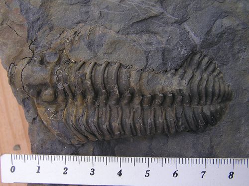 Fexicalymene pragensis