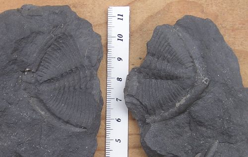 Eudolatites cf. karmina