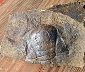 hlavička trilobita