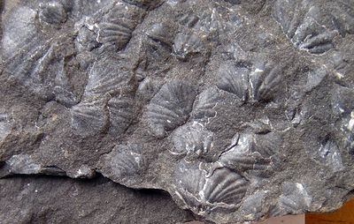 detail 1