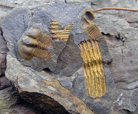 trilobit 1