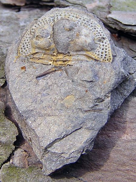 trilobit 2
