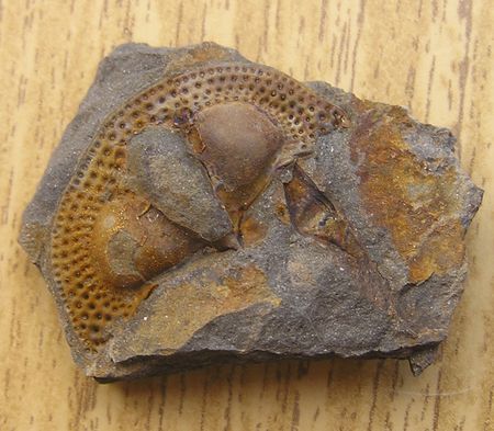 trilobit 3