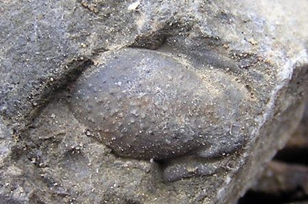 trilobit / hypostom, štítek kryjící ústa