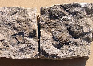 pygidium trilobita / pozitiv, negativ