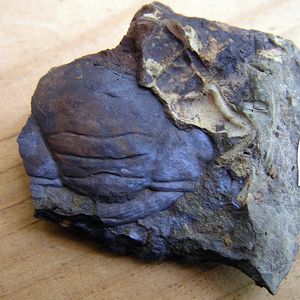 cephalon trilobita
