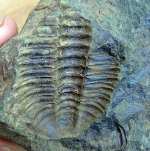 trilobit / otisk těla s ocáskem