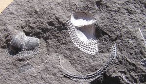 torzo trilobita
