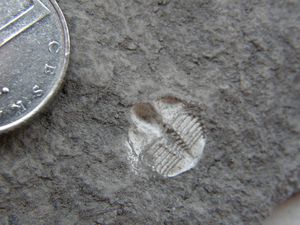 vzorek 5 / mini-trilobit