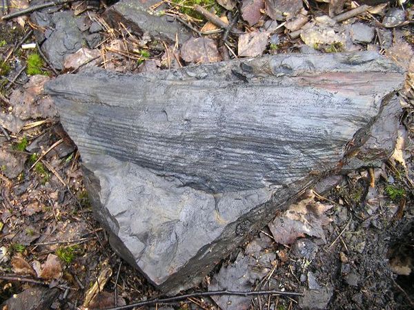 Calamites sp. / přesličkovité