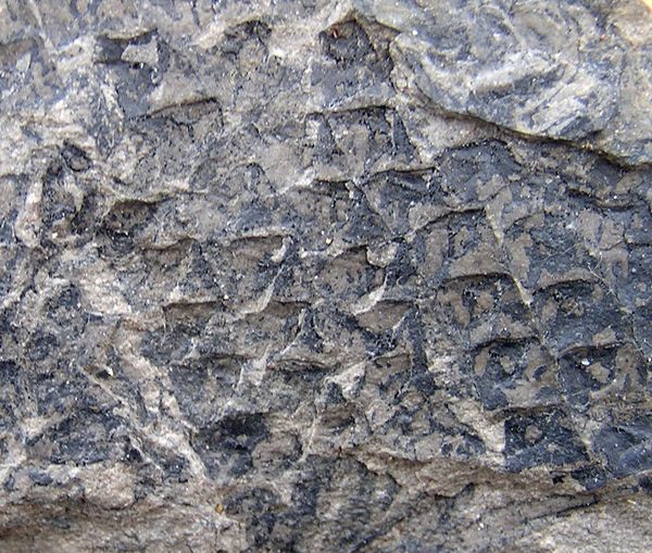 Lepidodendron cf.obovatum