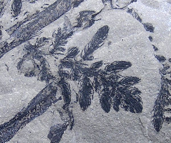 ? detail
