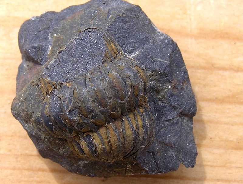 trilobit z jiného pohledu