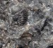 torzo trilobita